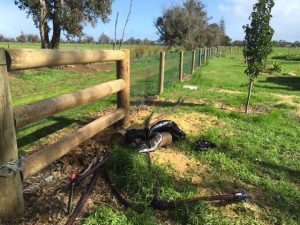 beyond fencing solutions - rural fencing bridgetown
